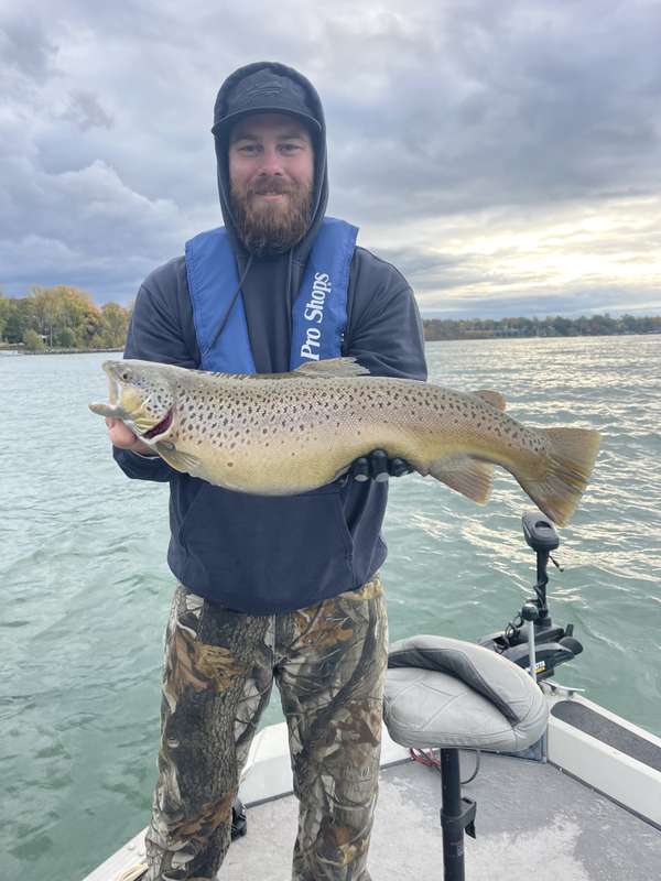 Heavy fall spawning brown trout
