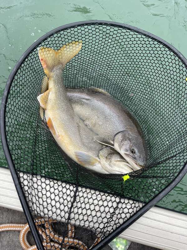 Fall double header lake trout on the lower Niagara River