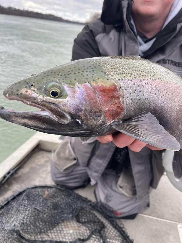 Beautifully coloured lower Niagara River rainbow trout