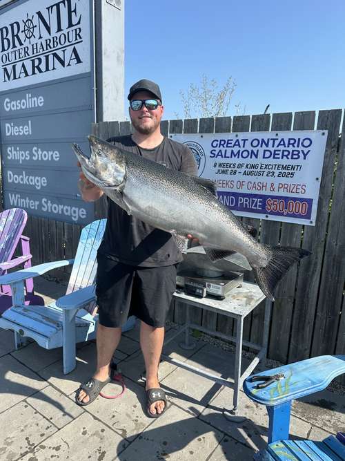 28.78lbs King/Chinook Salmon