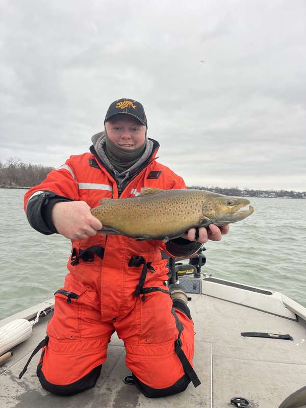 Beautifully coloured spawning fall brown trout on the lower Niagara River
