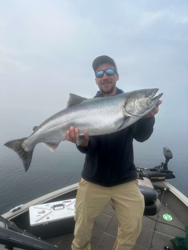 Chinook Salmon