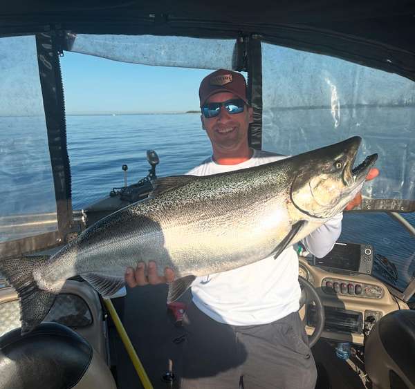 Chinook Salmon