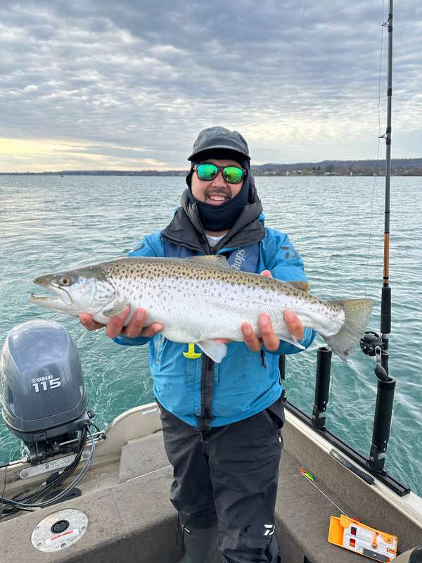 Brown Trout