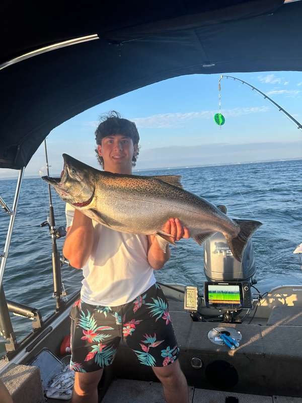 Chinook Salmon