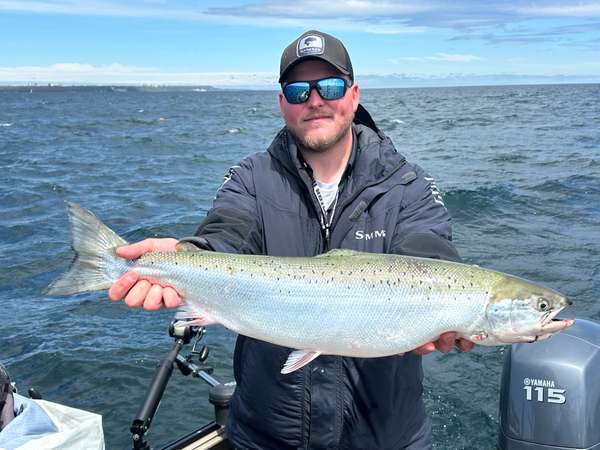 12lbs Atlantic Salmon