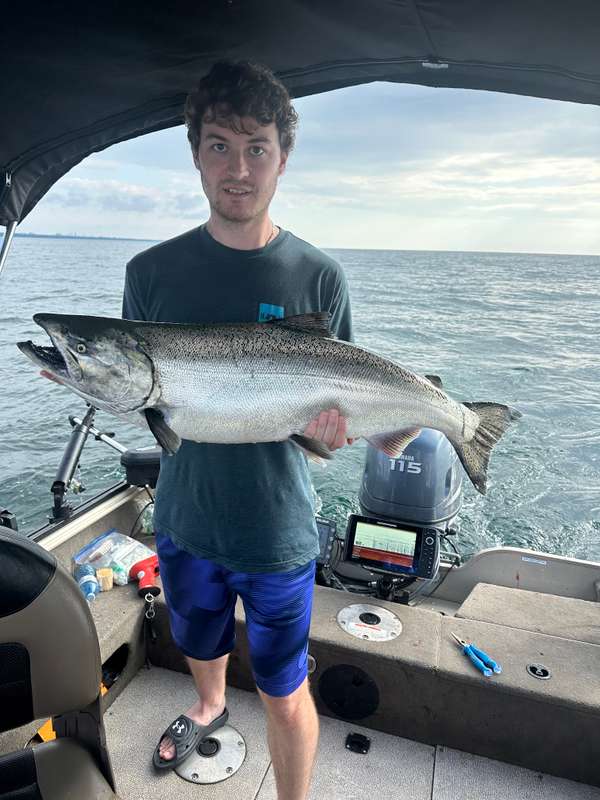 Chinook Salmon